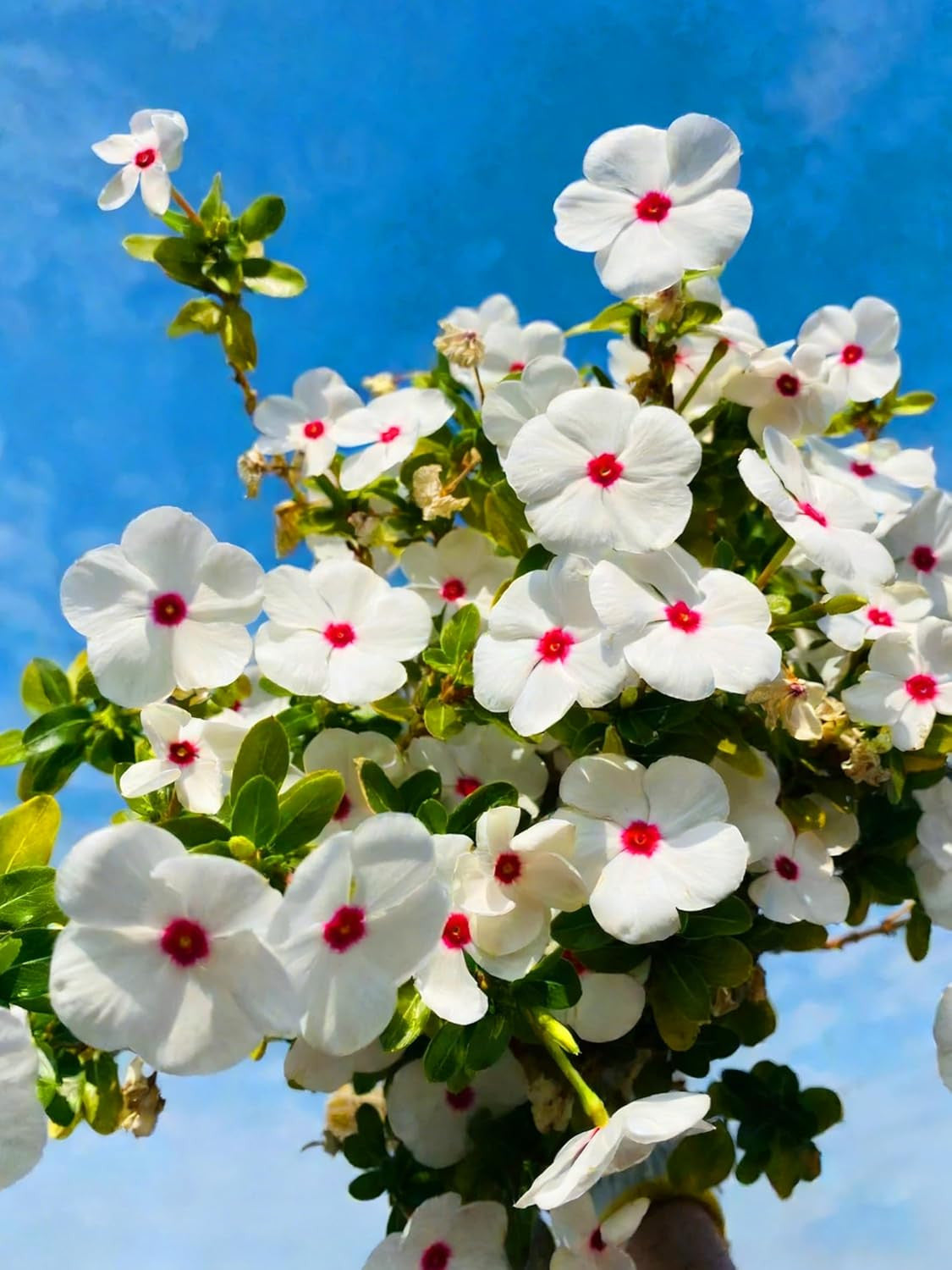 100pcs Periwinkle Seeds for Planting,  Perennial  outdoor garden decoration