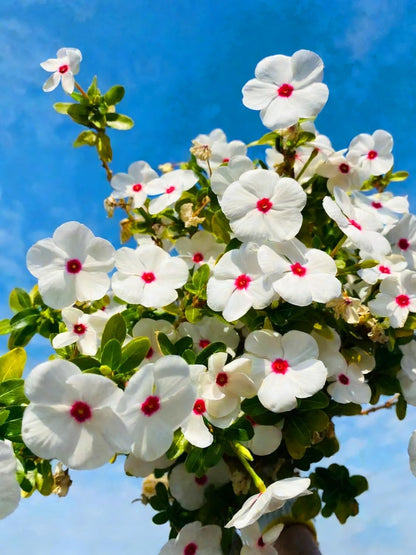 100pcs Periwinkle Seeds for Planting,  Perennial  outdoor garden decoration
