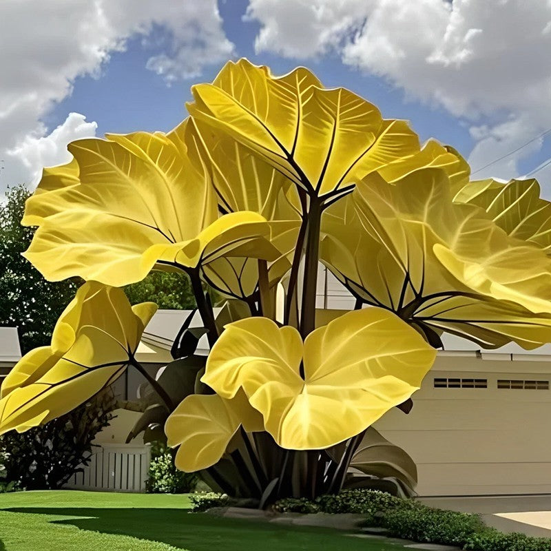 100pcs Elephant Ear Seeds Friendly for new gardeners grow into full balanced towering clump form with steady seasonal foliage renewal features