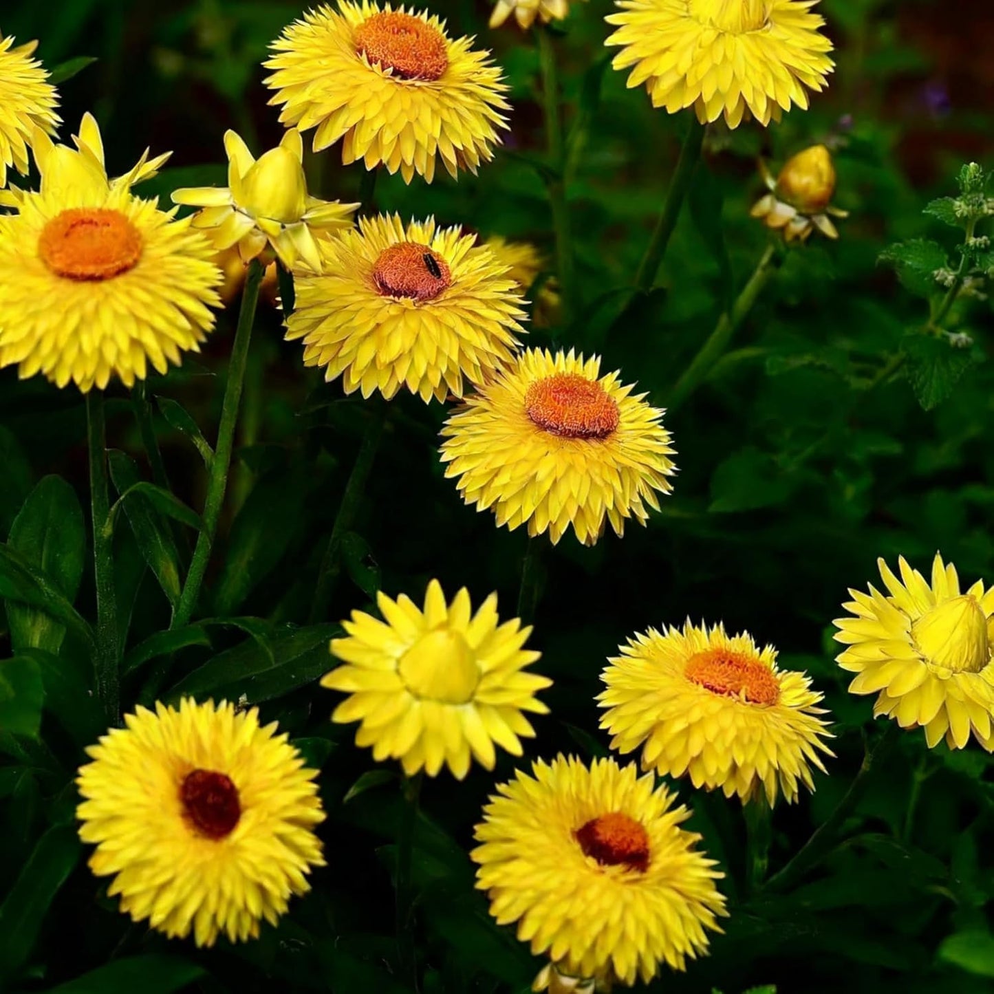 Mixed Strawflower Seeds for Planting, 200Pcs Strawflower Wildflower Seeds Non-GMO