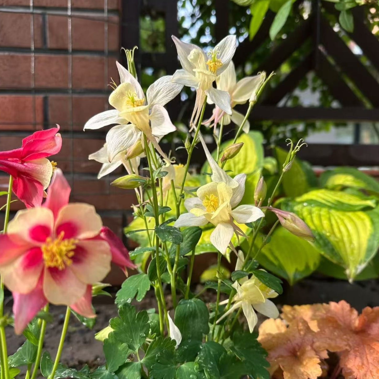 200pcs Red & Yellow Columbine Seeds – Unique Bicolor Blooms for Woodland Gardens