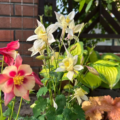 200pcs Red & Yellow Columbine Seeds – Unique Bicolor Blooms for Woodland Gardens