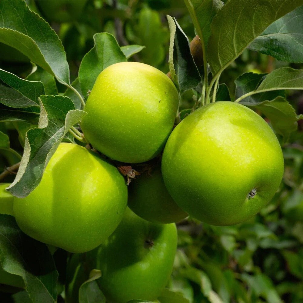 50pcs Hardy Upright Tree Growth Rapid Apple Tree Seeds for Gardening