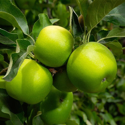 50pcs Hardy Upright Tree Growth Rapid Apple Tree Seeds for Gardening